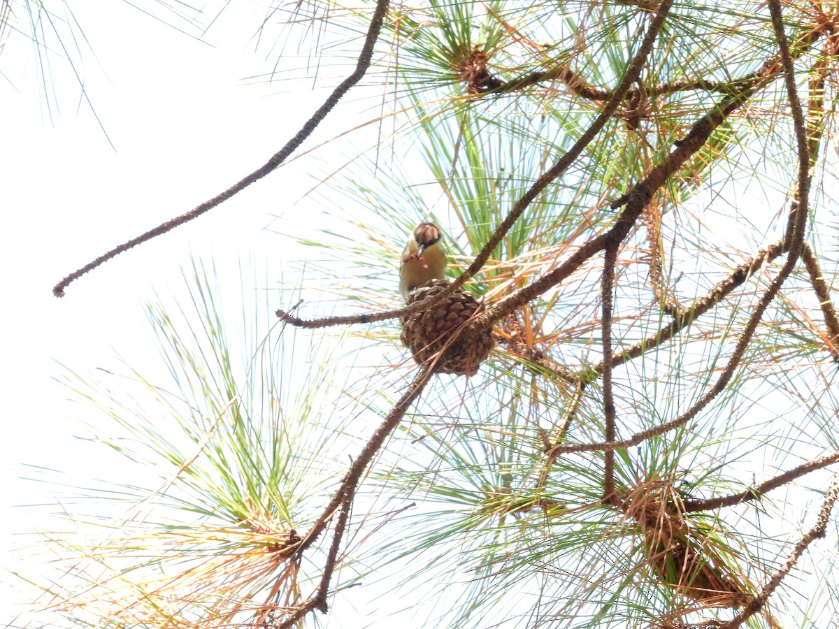 Brown-headed Nuthatch - ML643258242
