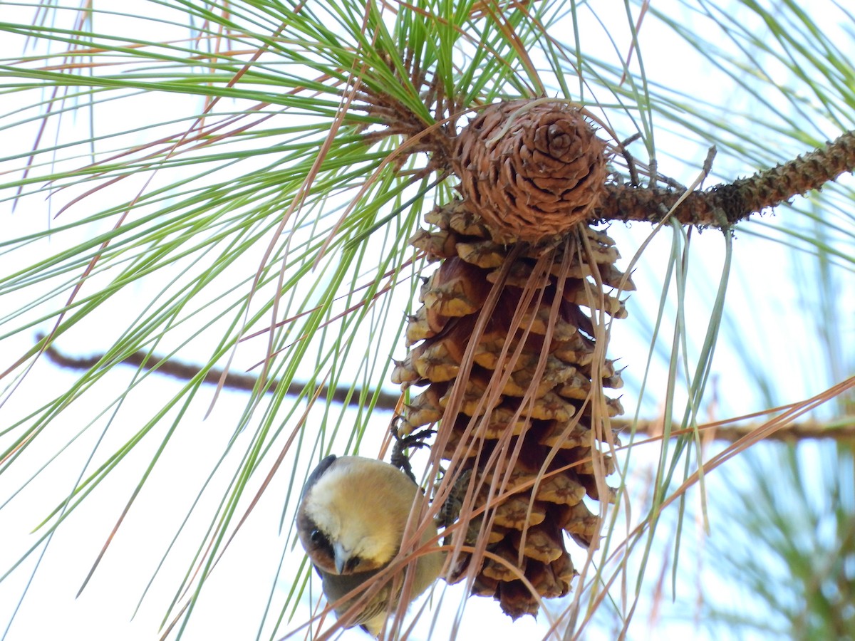 Brown-headed Nuthatch - ML643258243