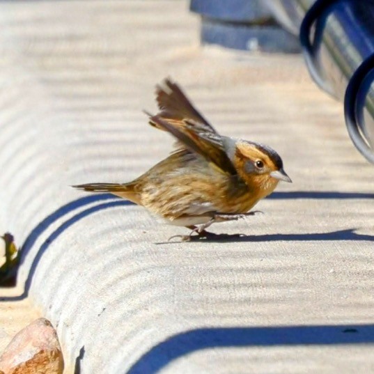 Nelson's Sparrow - ML643258245