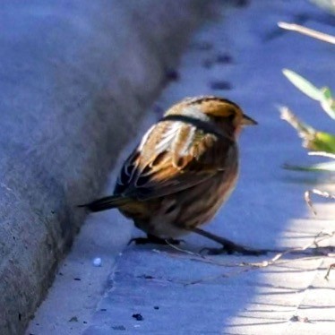 Nelson's Sparrow - ML643258246