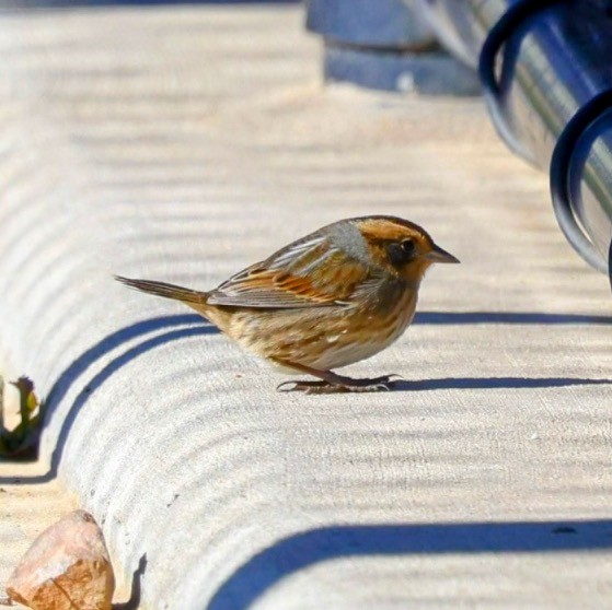 Nelson's Sparrow - ML643258247
