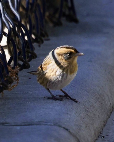 Nelson's Sparrow - ML643258248