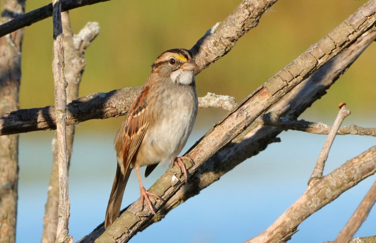 White-throated Sparrow - ML643258262