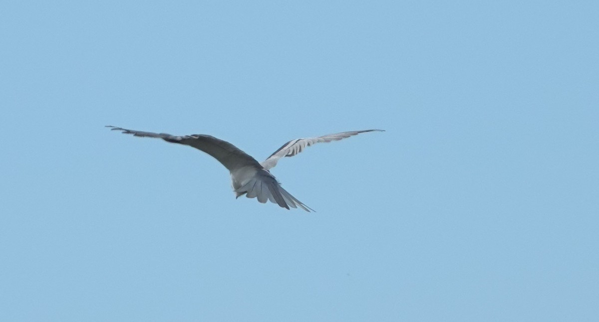 White-tailed Kite - ML643258263