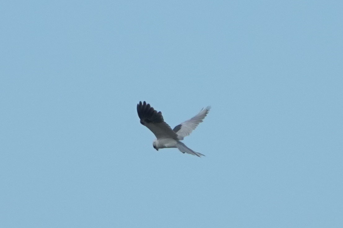 White-tailed Kite - ML643258264