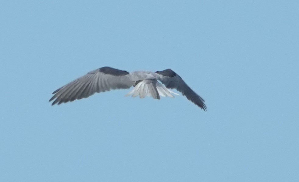 White-tailed Kite - ML643258265