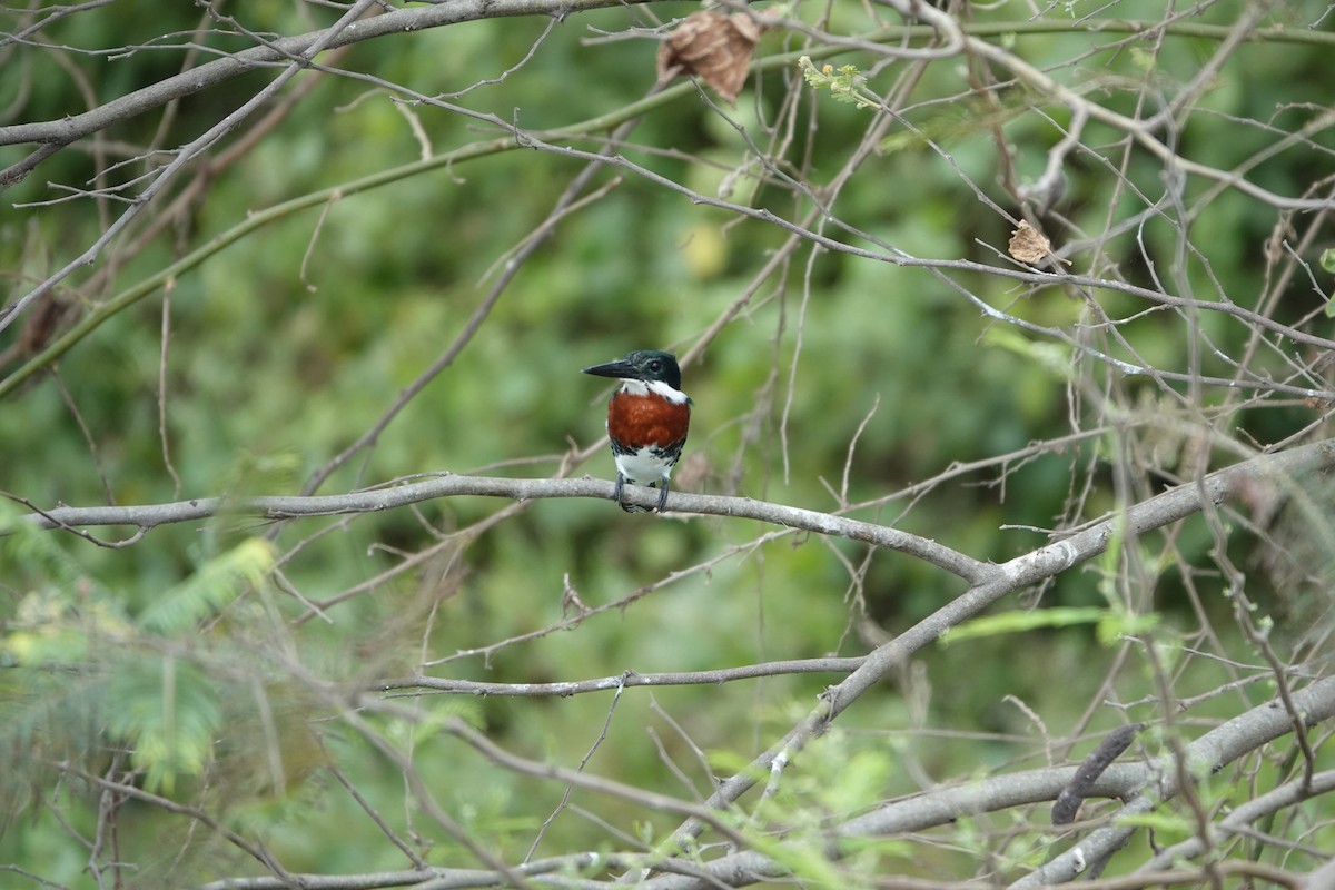 Green Kingfisher - ML643258287
