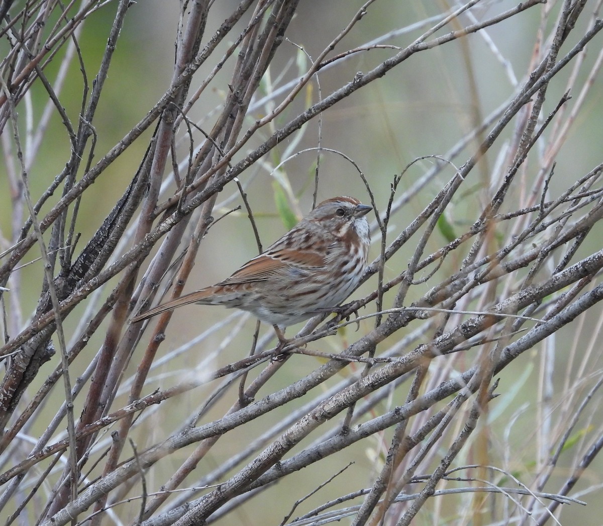 Song Sparrow - ML643258325
