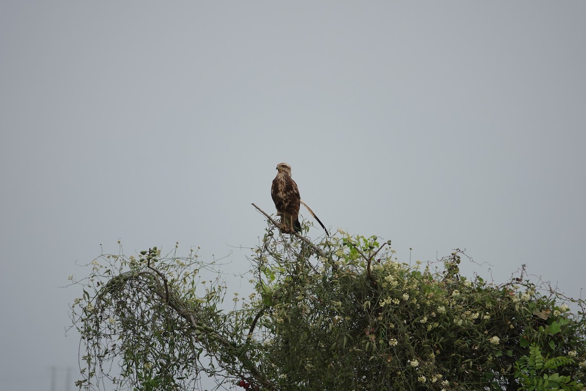 Savanna Hawk - ML643258326