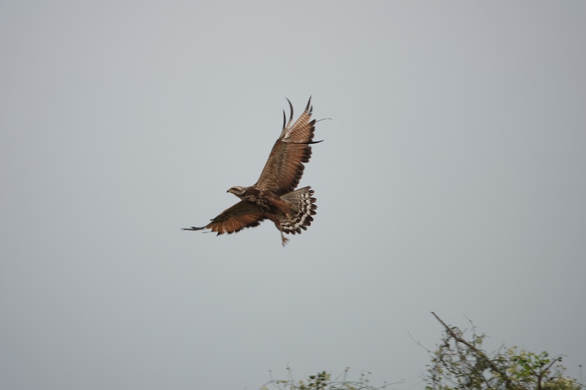 Savanna Hawk - ML643258334