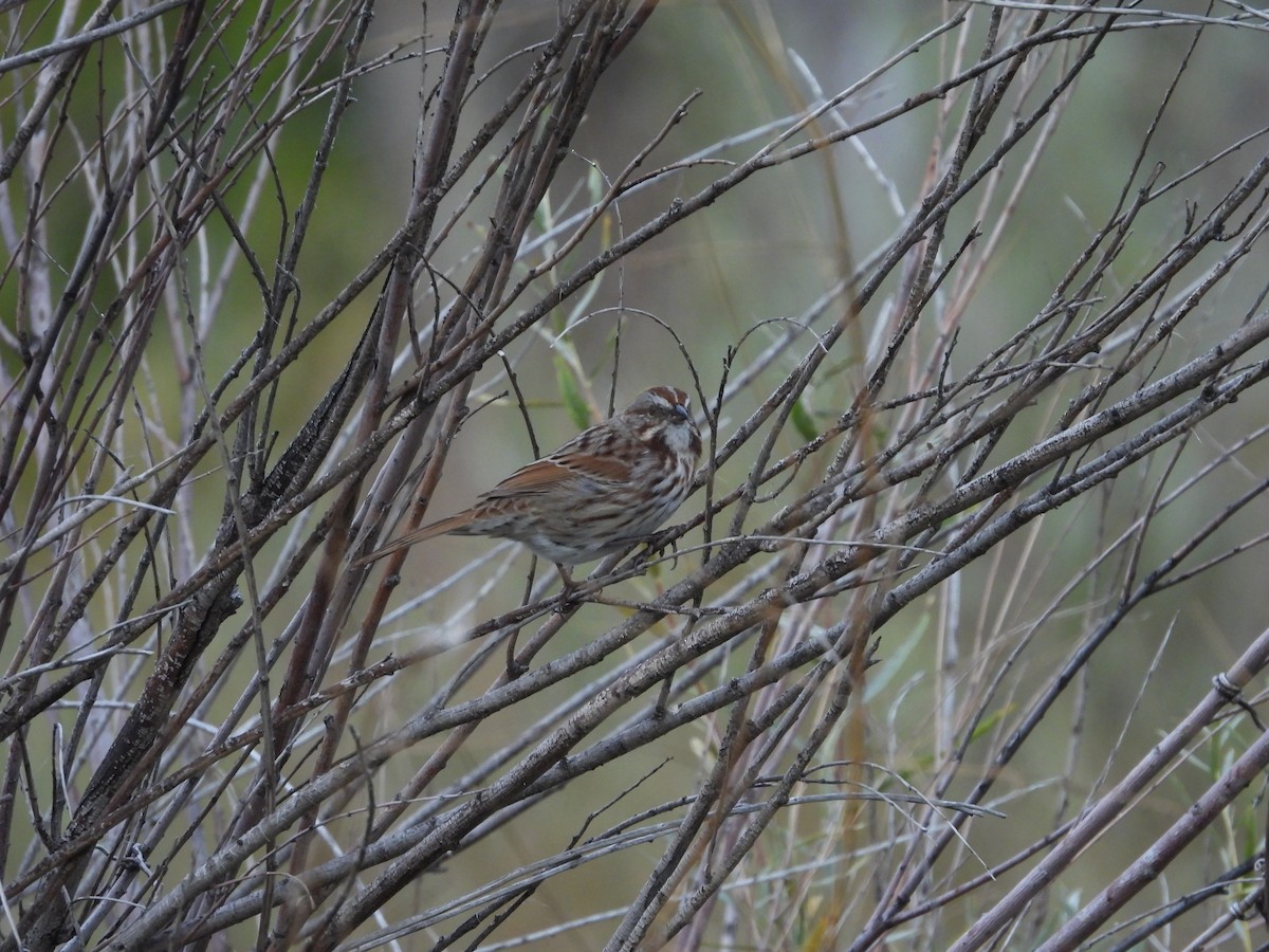 Song Sparrow - ML643258339