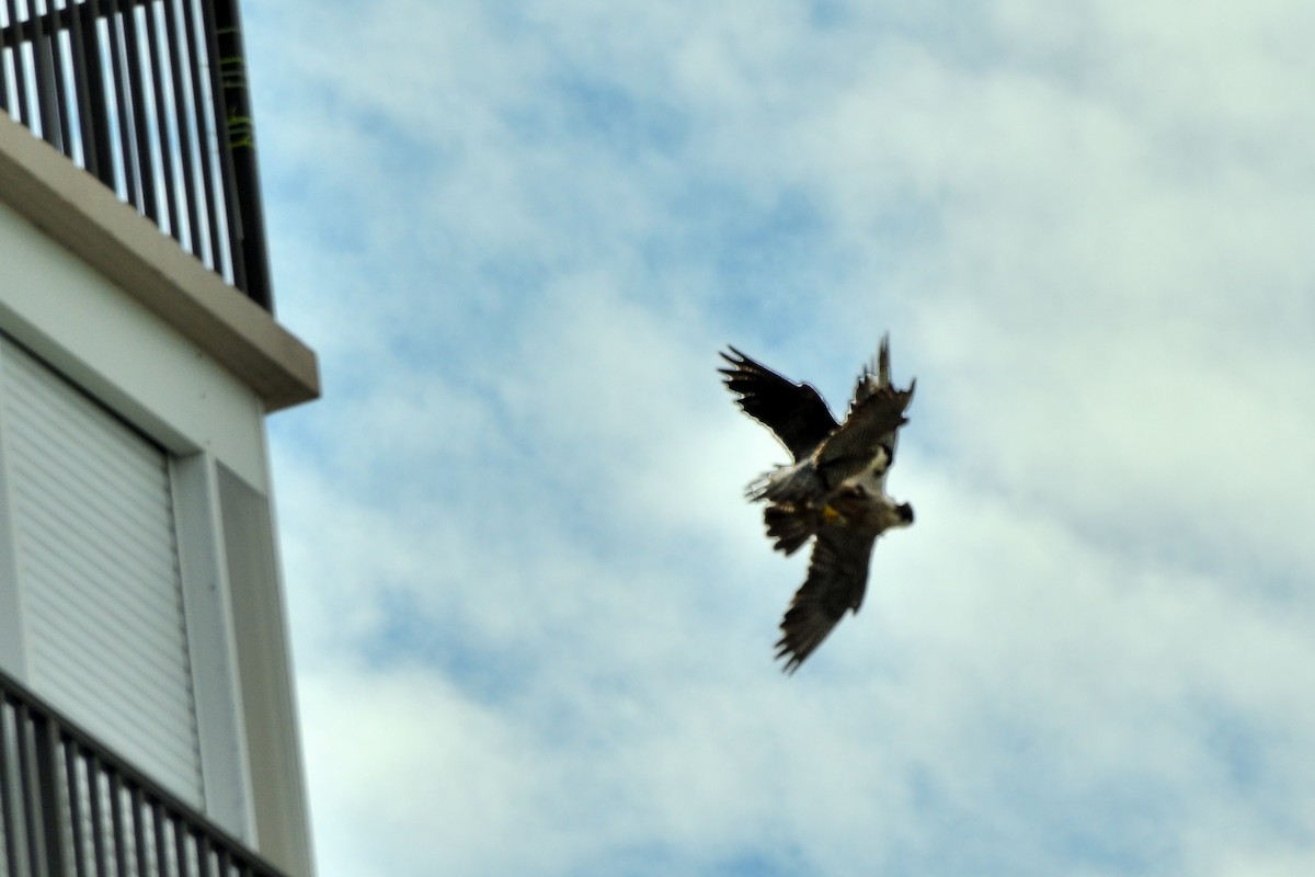 ハヤブサ - ML643258355