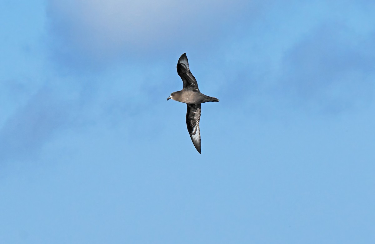 Providence Petrel - ML643258361