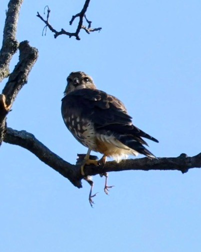 Merlin - ML643258384