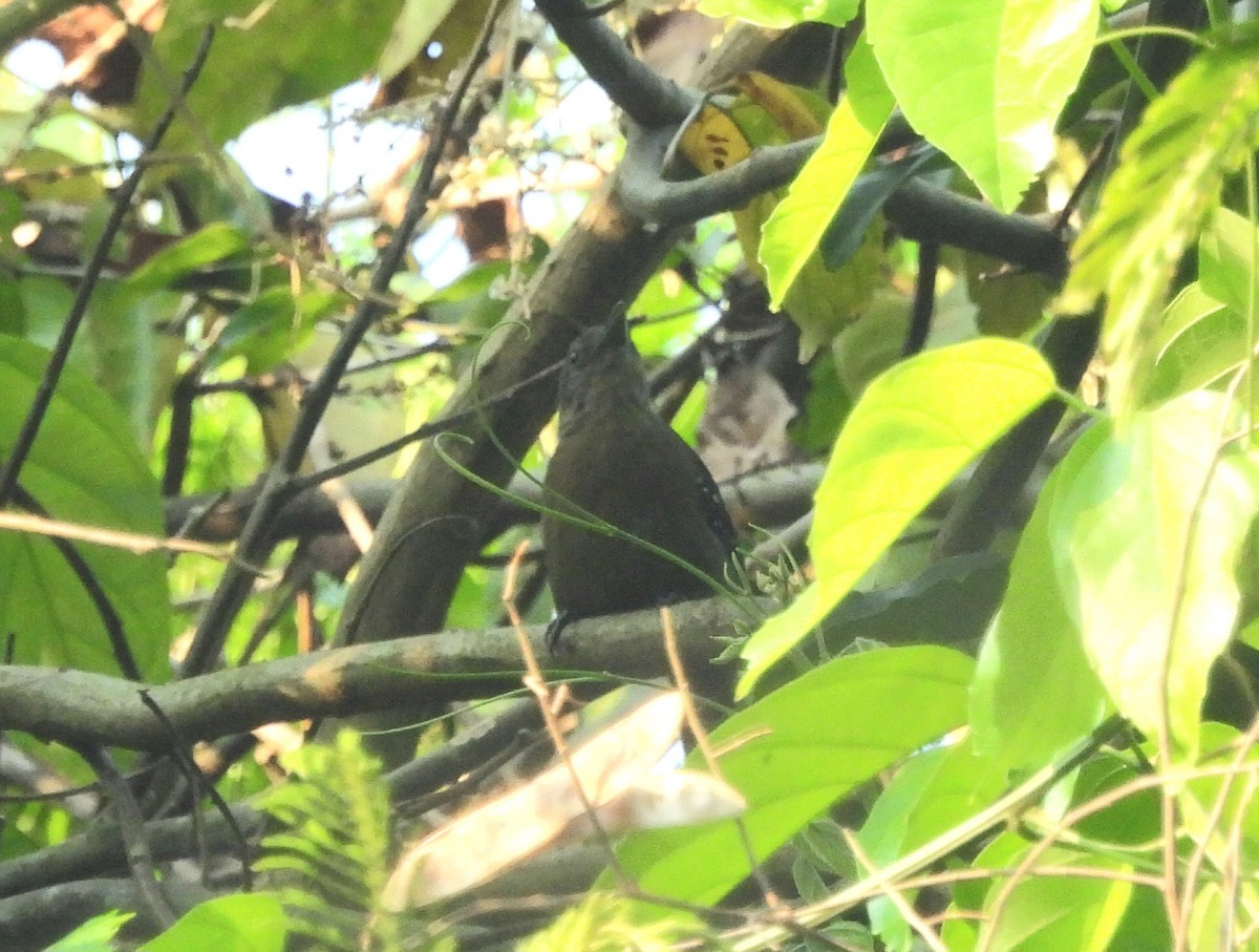 Grisin ardoisé - ML643258386