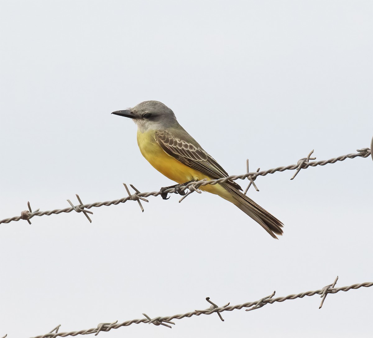 Tropical Kingbird - ML643258387