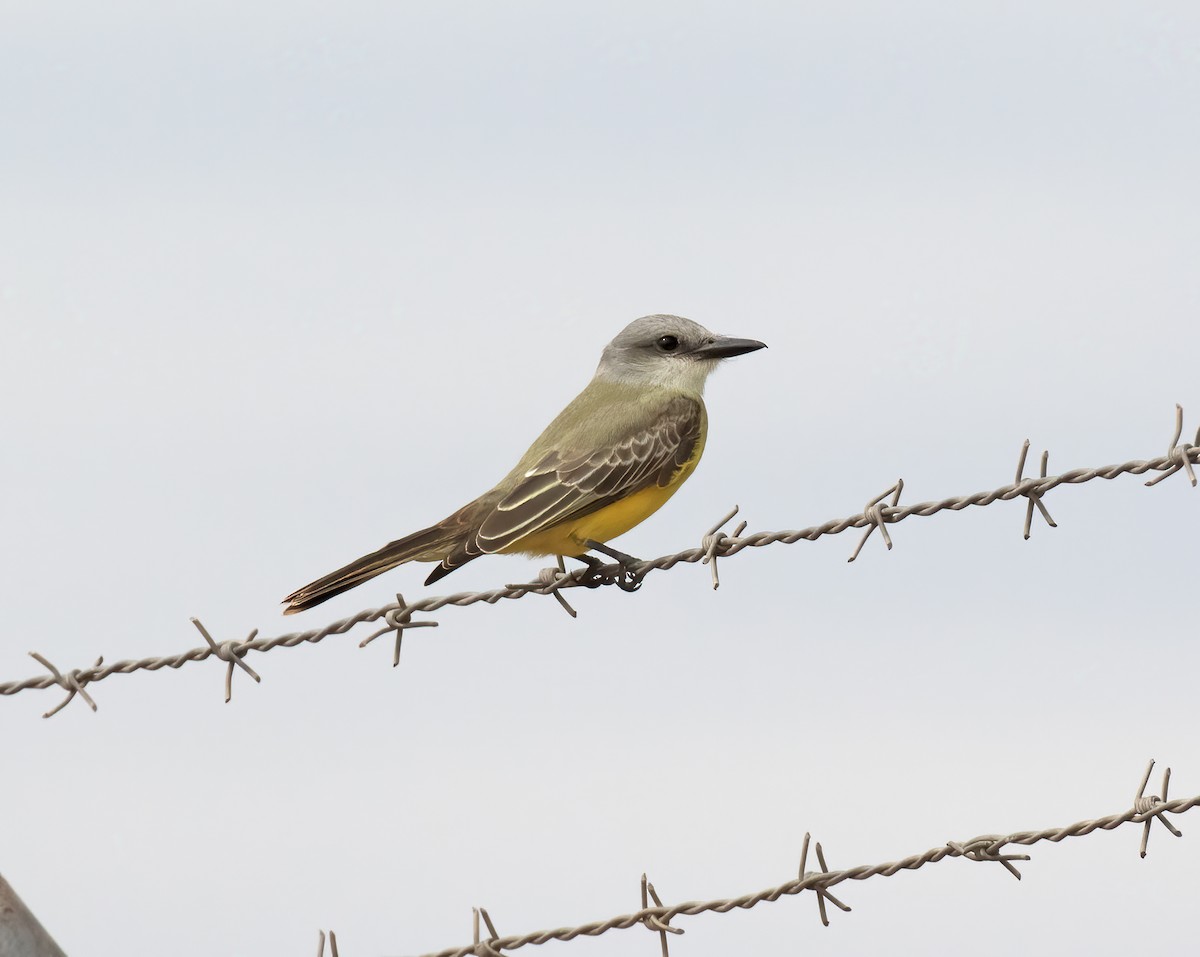Tropical Kingbird - ML643258388