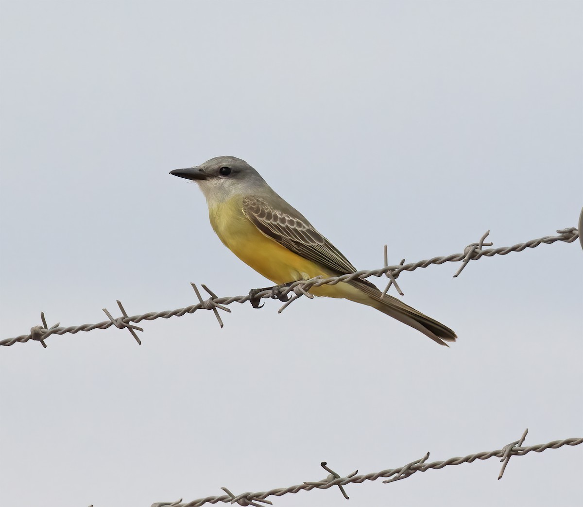 Tropical Kingbird - ML643258389
