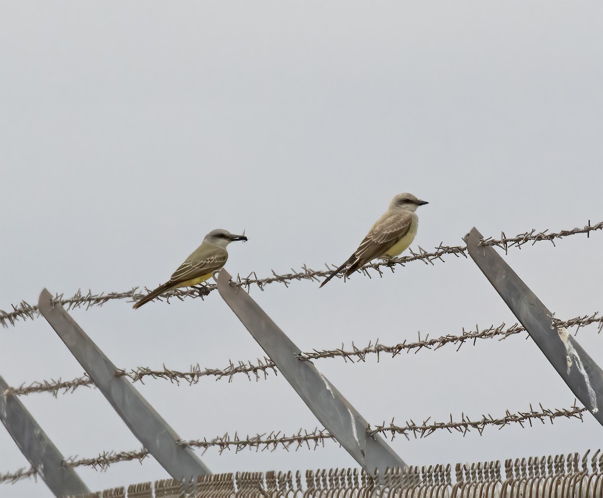 Tropical Kingbird - ML643258390