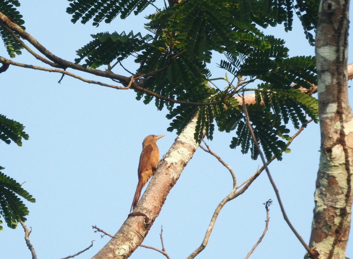 Cinnamon-throated Woodcreeper - ML643258405
