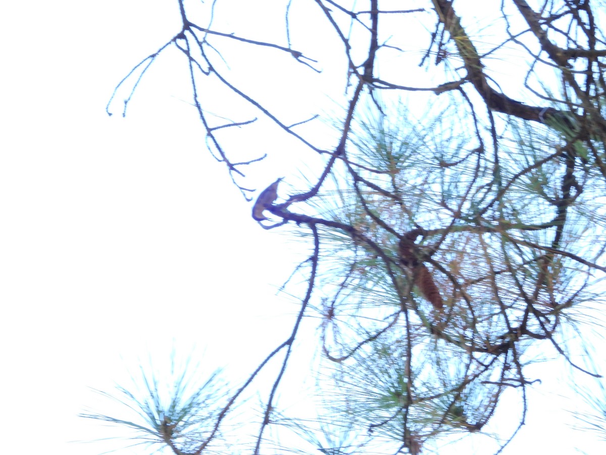 Brown-headed Nuthatch - ML643258409