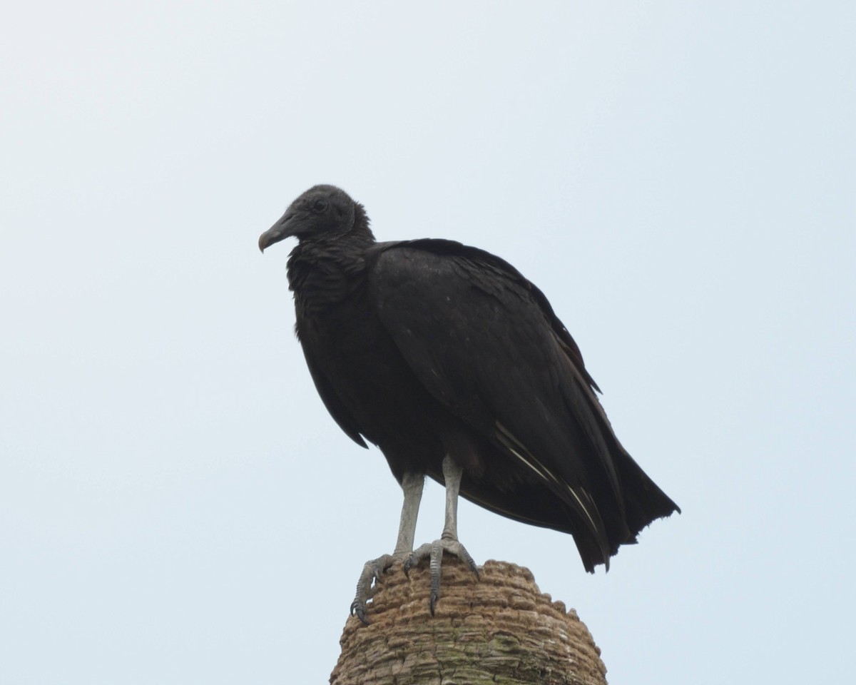 Urubu noir - ML643258444