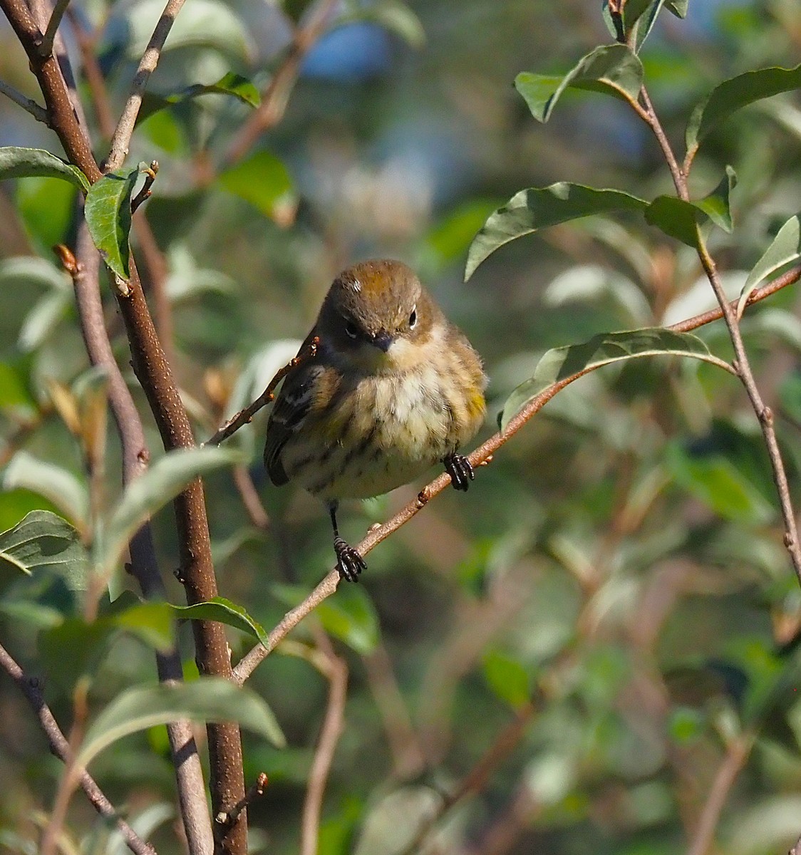 Yellow-rumped Warbler - ML643258451