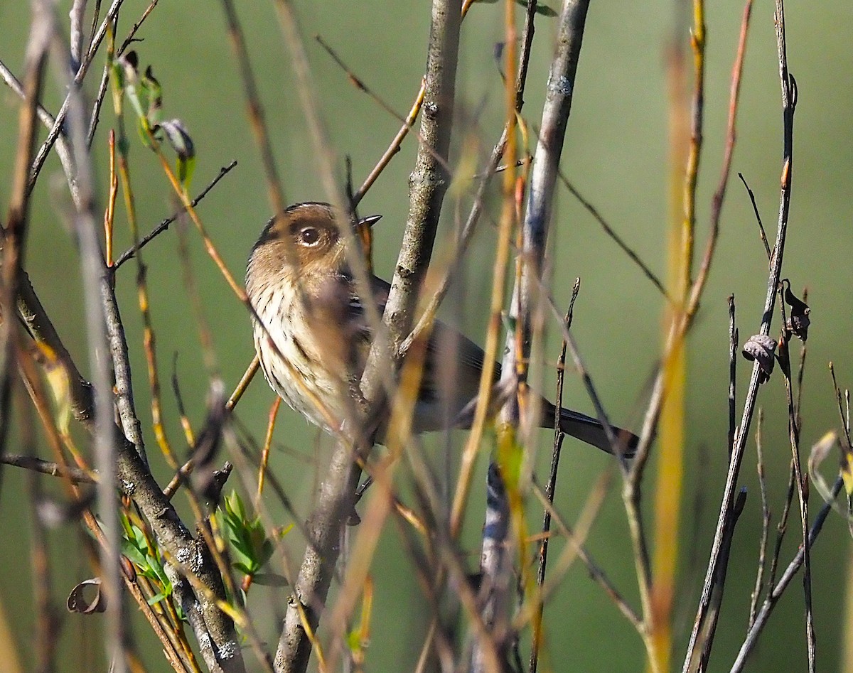 Yellow-rumped Warbler - ML643258452