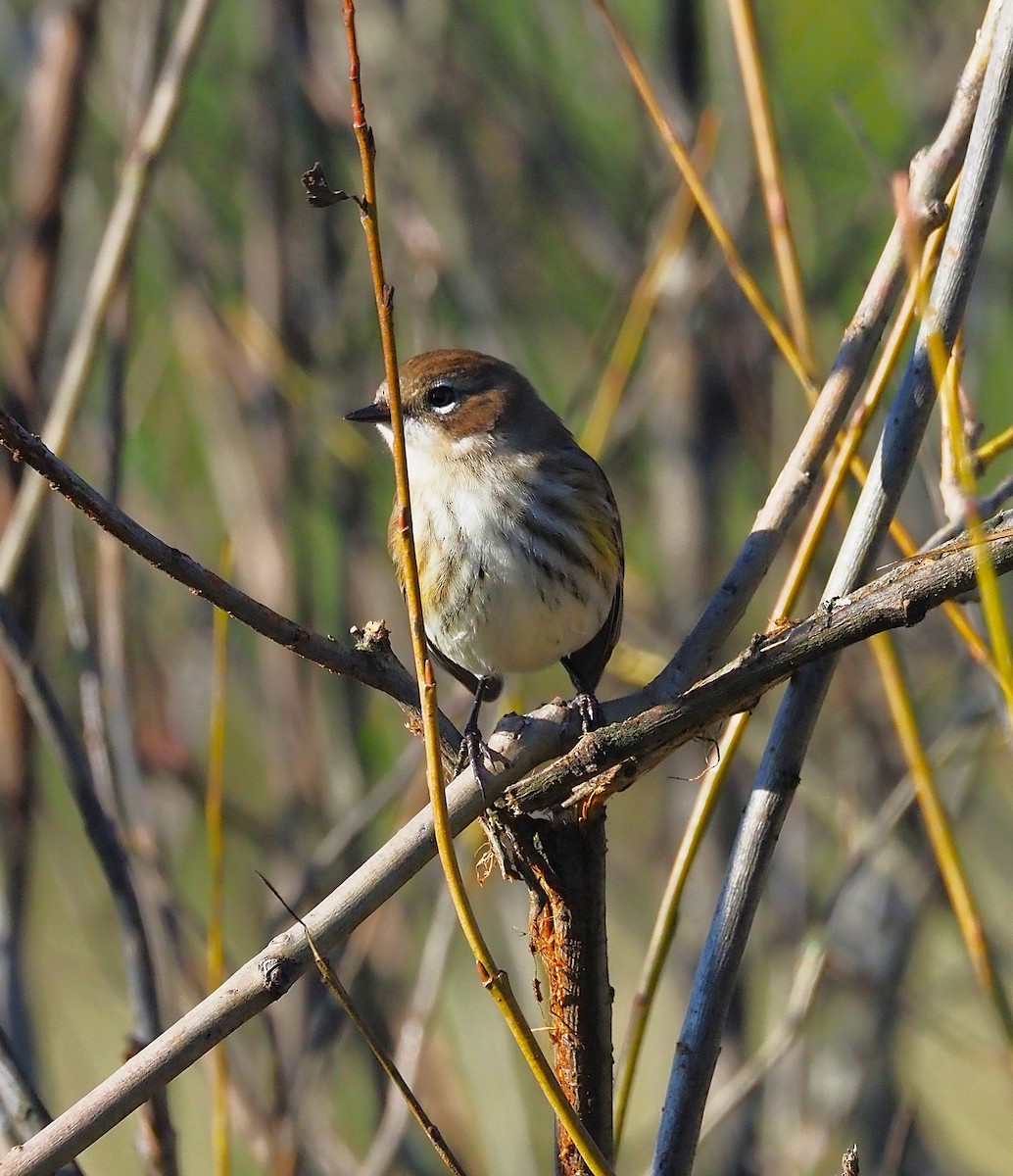 Yellow-rumped Warbler - ML643258453