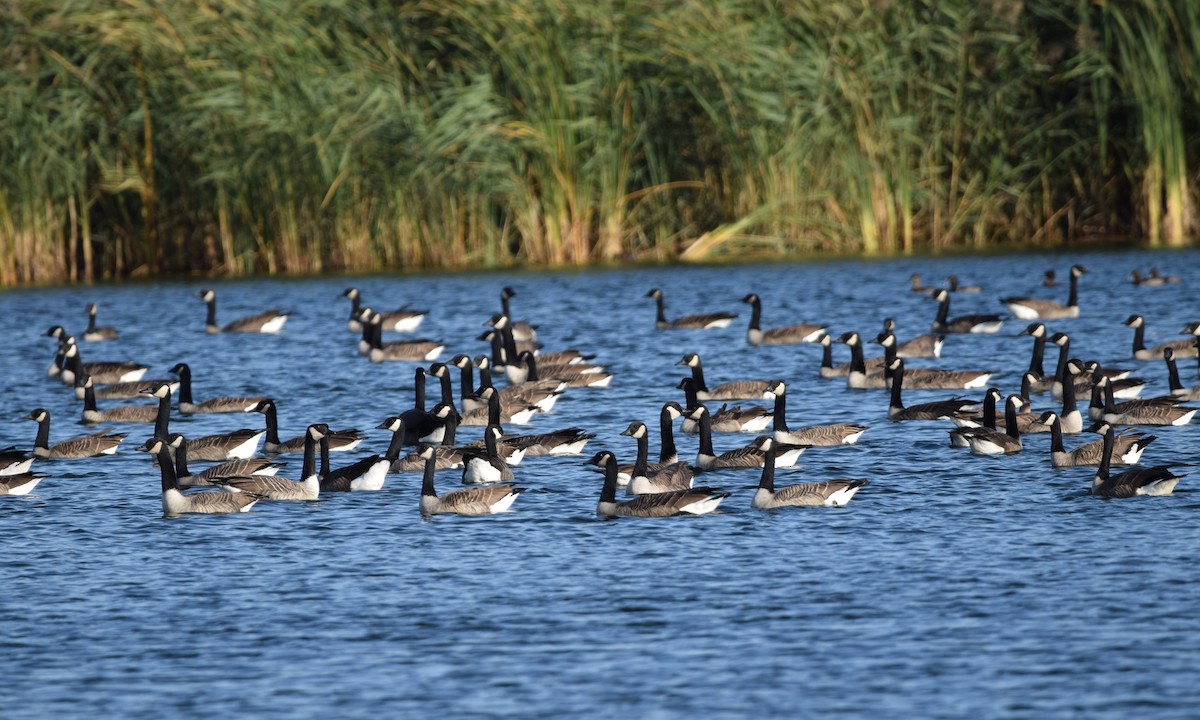 Canada Goose - ML643258455