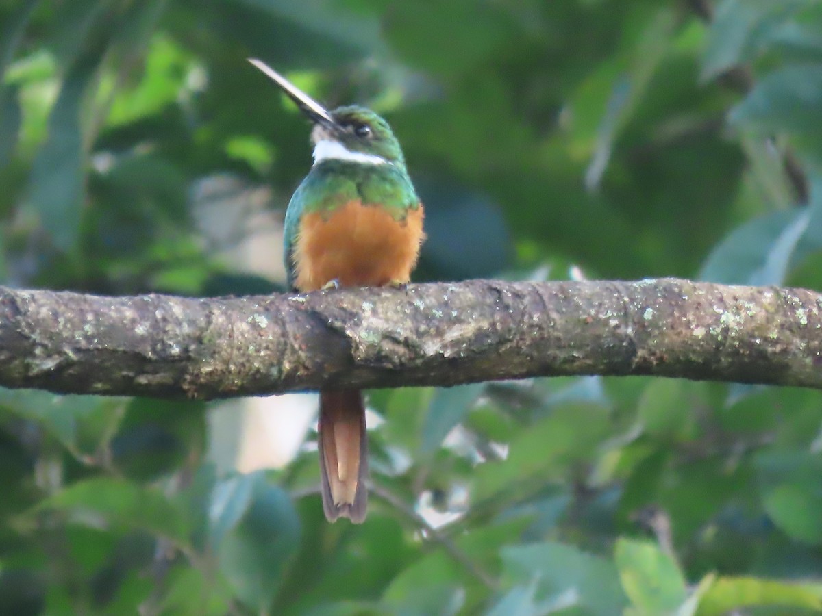 Rufous-tailed Jacamar - ML643258458