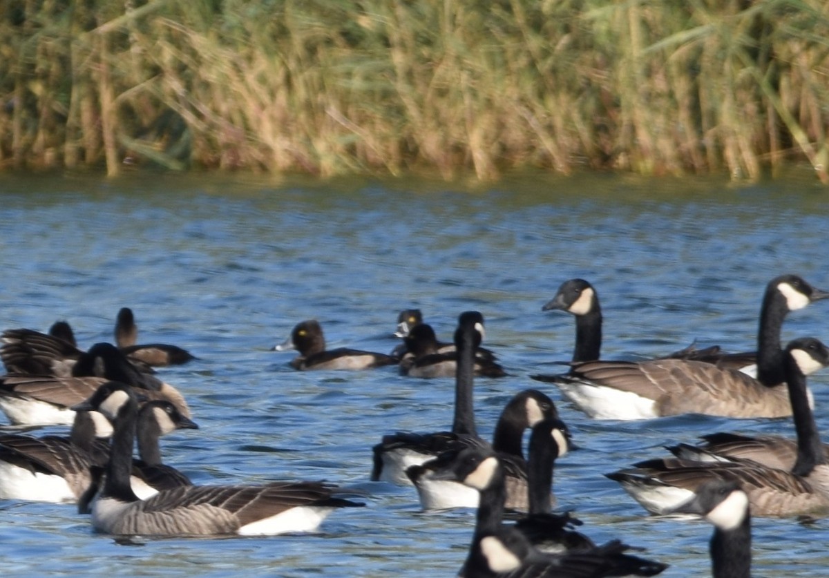 Ring-necked Duck - ML643258461