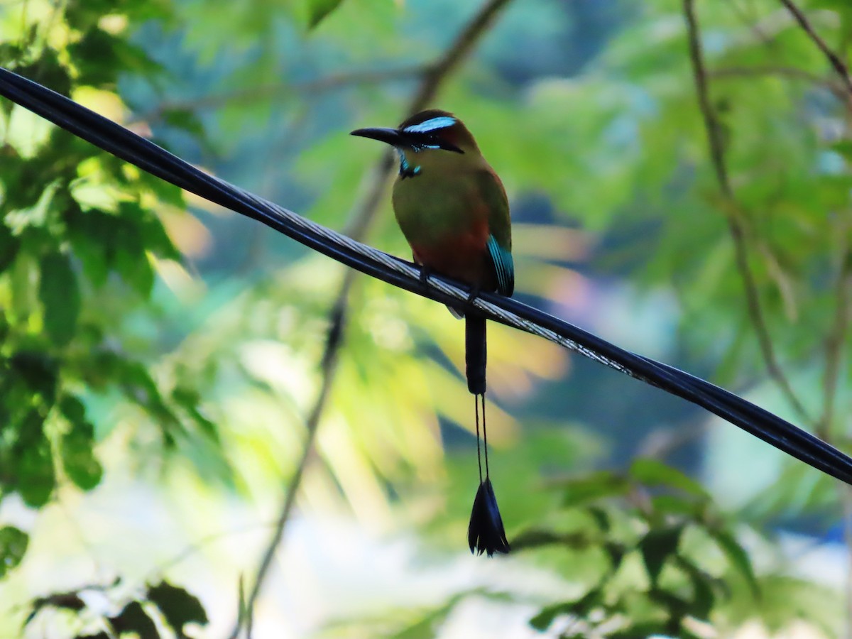 Turquoise-browed Motmot - ML643258472