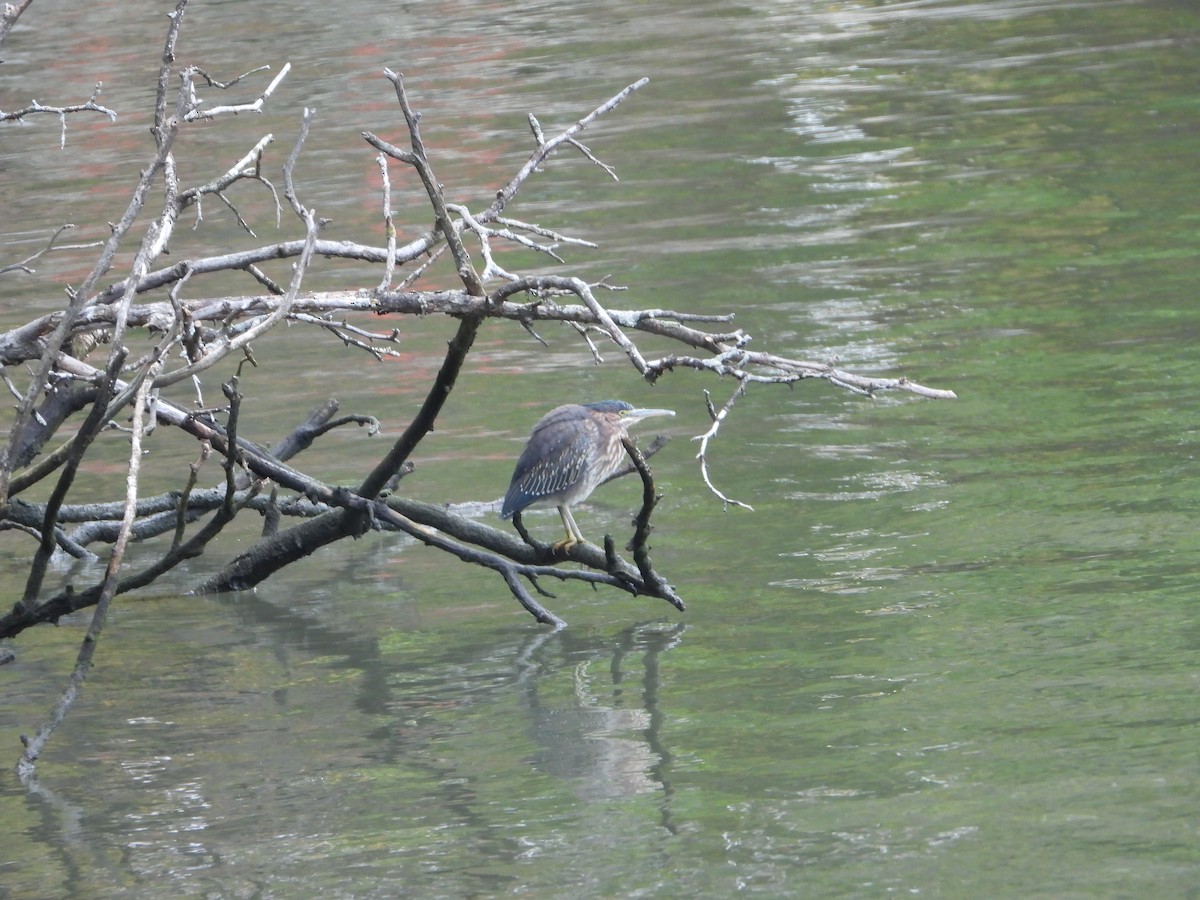 Yeşil Balıkçıl - ML643258495