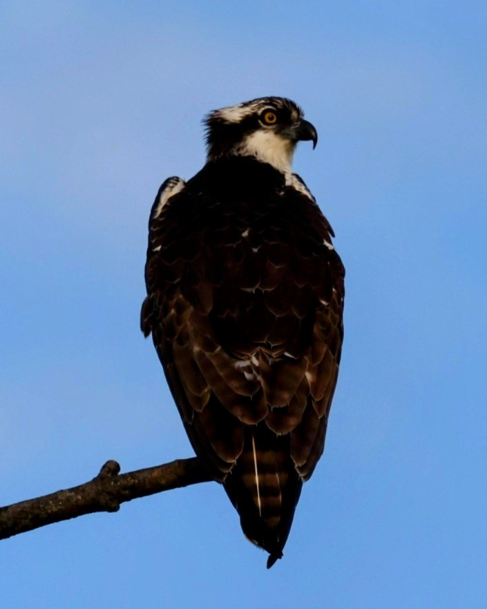 Osprey - ML643258502