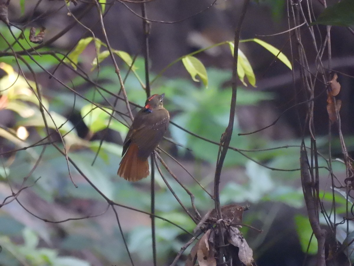 Tropical Royal Flycatcher (Amazonian) - ML643258512