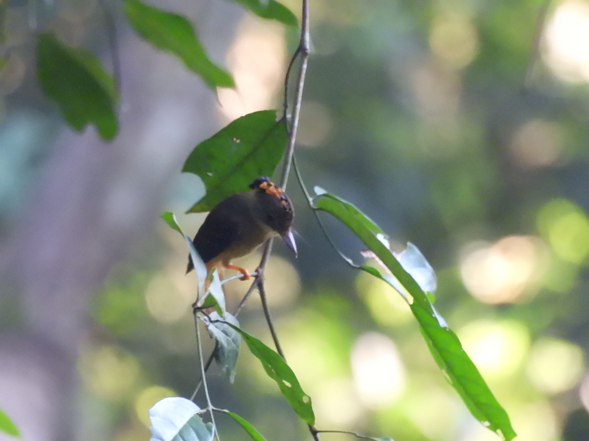 Tropical Royal Flycatcher (Amazonian) - ML643258513
