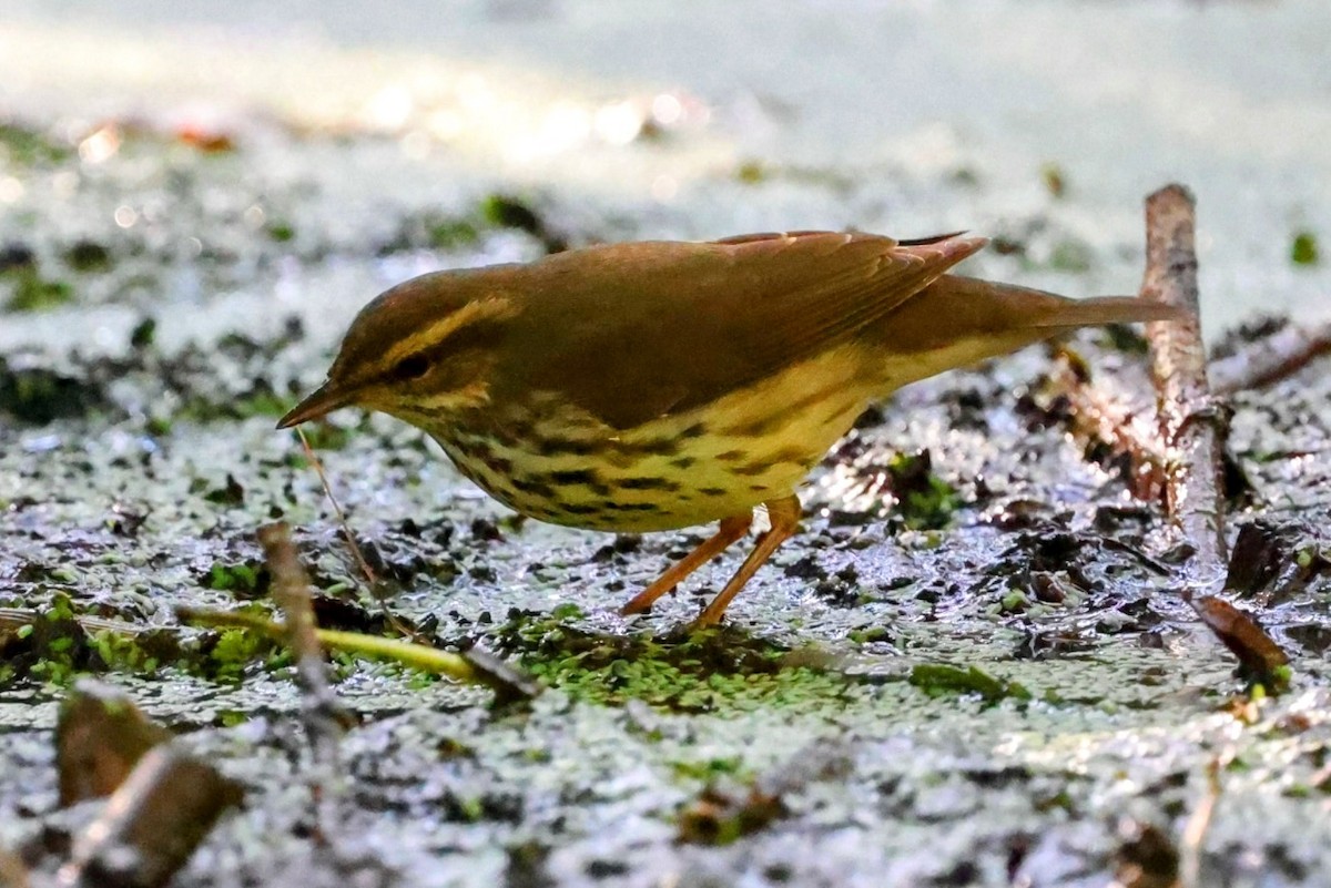 Northern Waterthrush - ML643258543