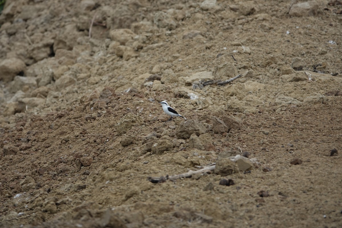 Masked Water-Tyrant - ML643258544