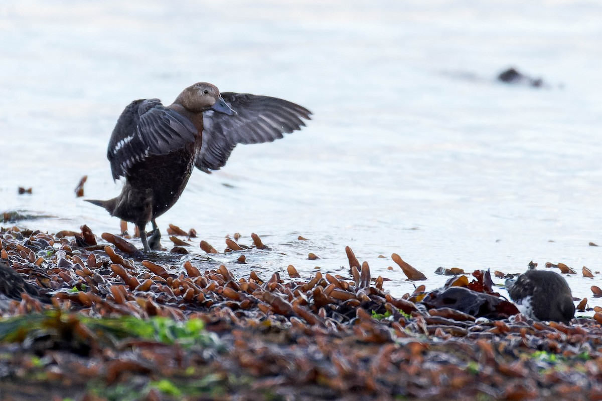 Steller's Eider - ML643258554