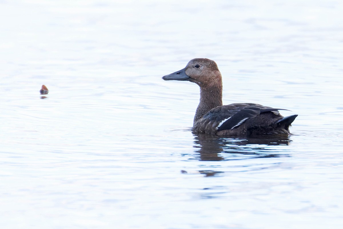 Steller's Eider - ML643258555