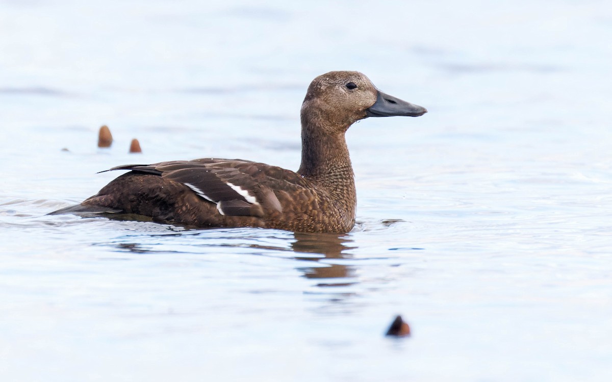 Steller's Eider - ML643258560