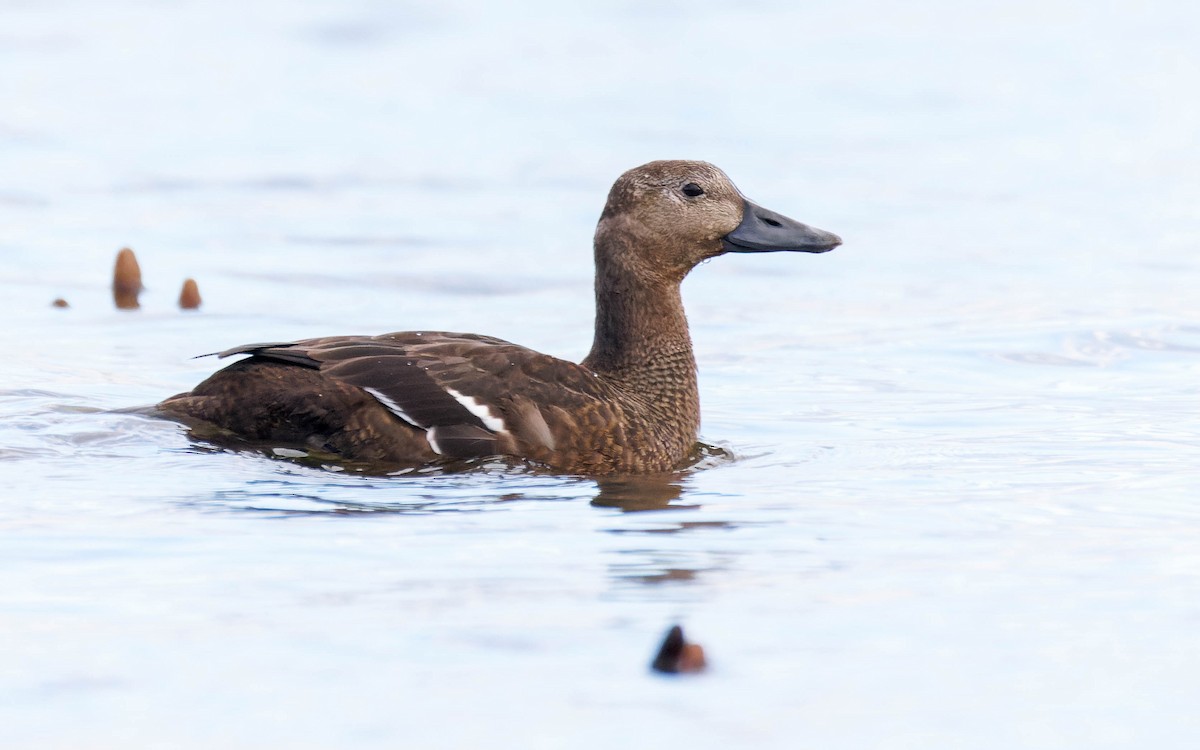Steller's Eider - ML643258561