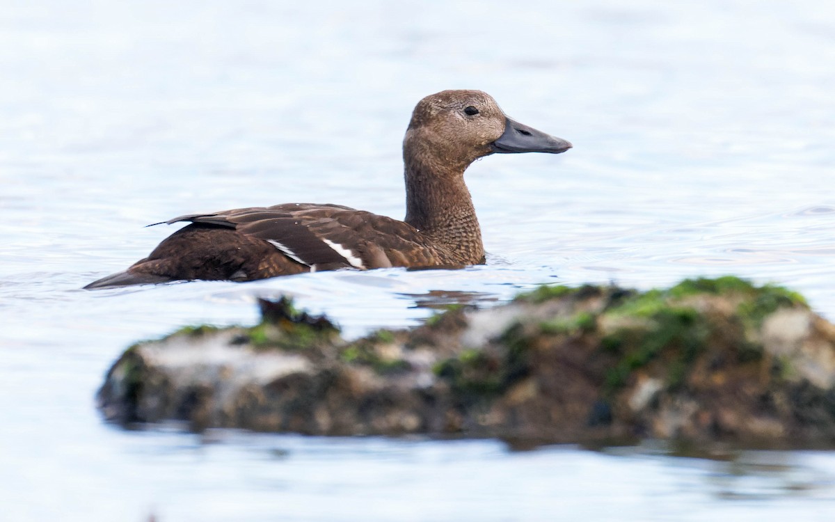 Steller's Eider - ML643258563