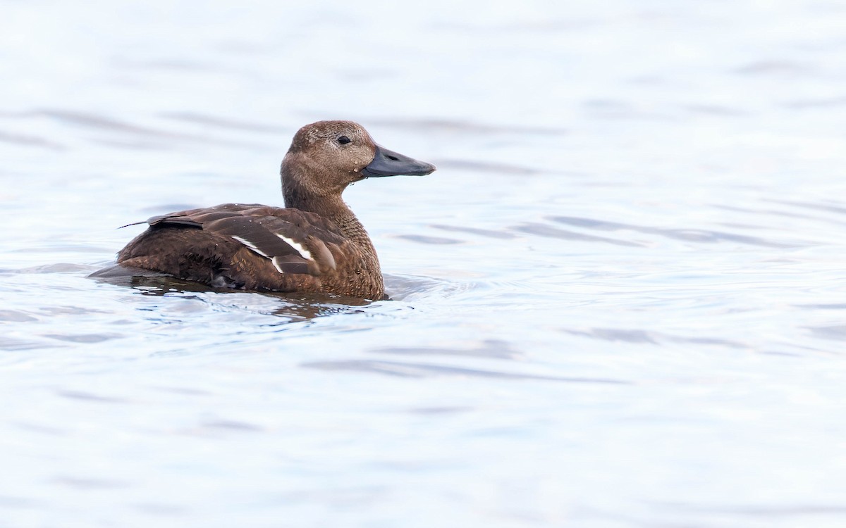 Steller's Eider - ML643258567