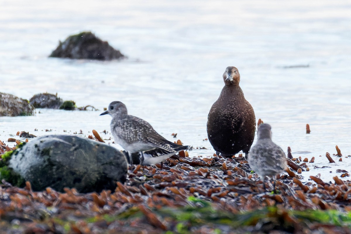Steller's Eider - ML643258569