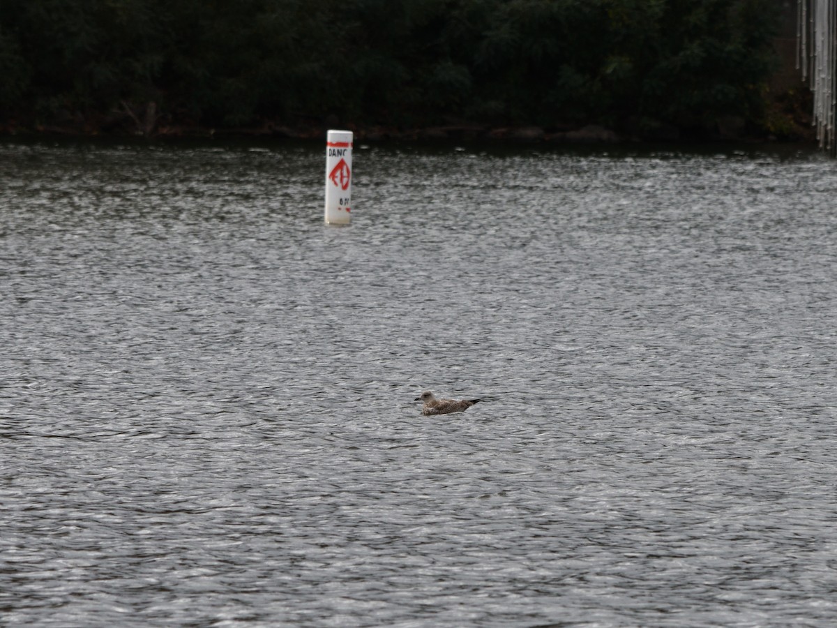 Ring-billed Gull - ML643258570
