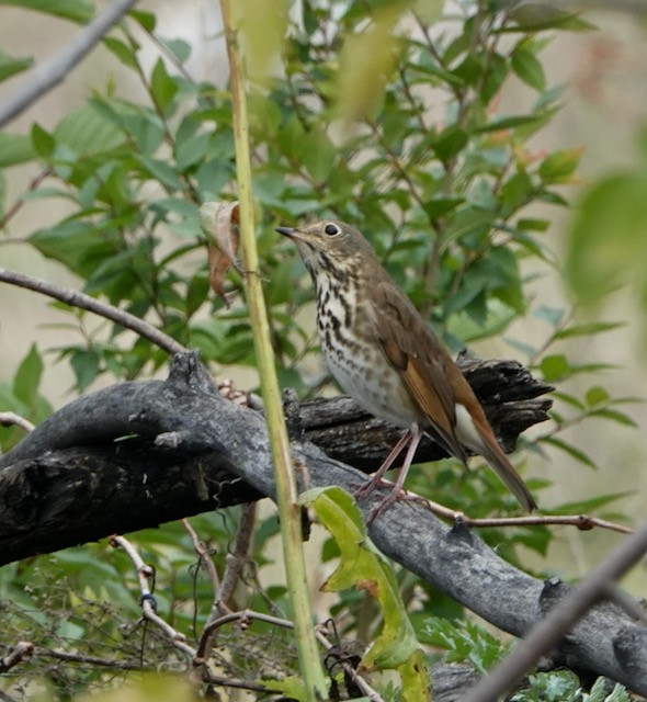 Hermit Thrush - ML643258592