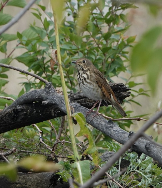 Hermit Thrush - ML643258593