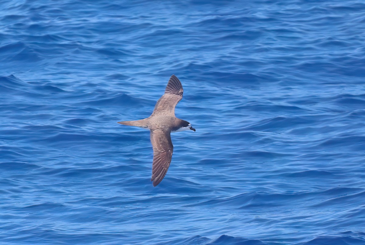 Hawaiian Petrel - ML643258595